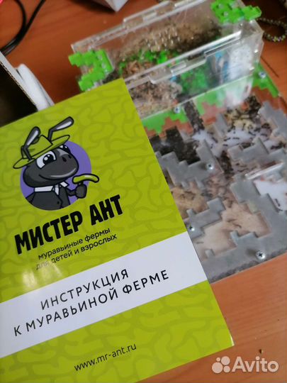 Муравьиная ферма с муравьями