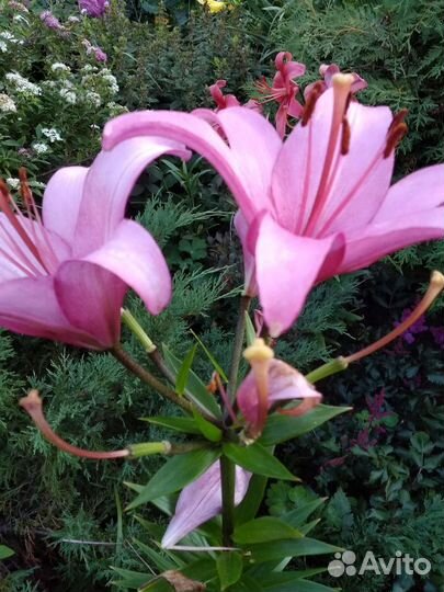 Лилия,монарда,флоксы