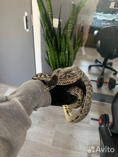 Королевская калифорнийская змея