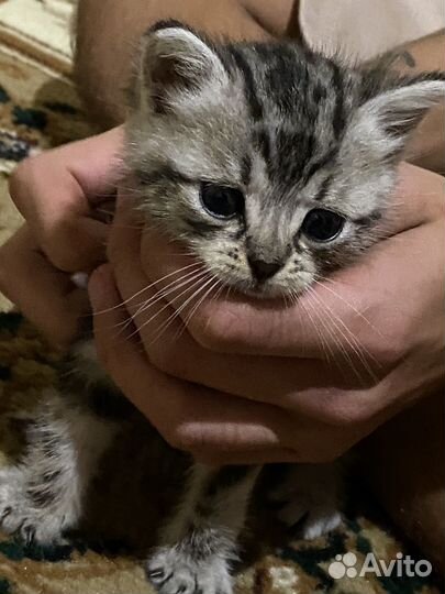 Котенок в добрые руки