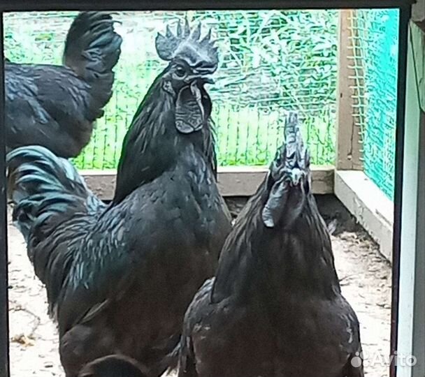 Петух Ухейилюй