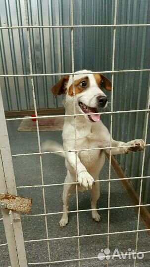 Зоогостиница для собак и кошек г. Петрозаводск