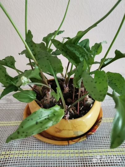 Комнатное растение дримиопсис