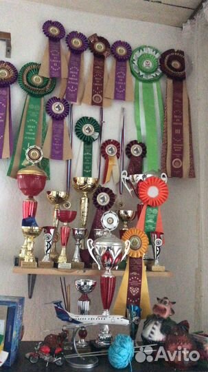 Аляскинский маламут вязка