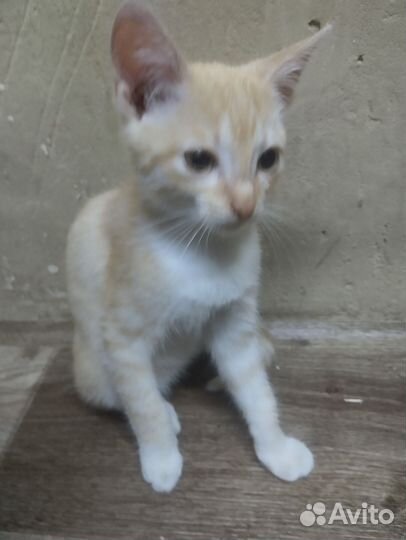 Котята в добрые руки бесплатно мальчик