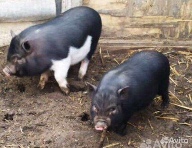 Вьетнамские вислобрюхие поросята