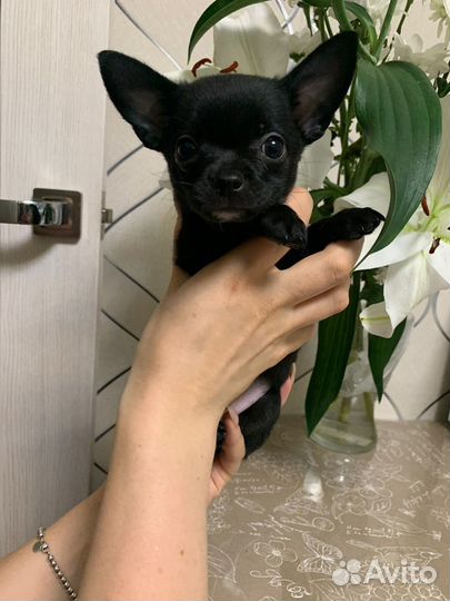Чихуахуа мини мальчик черный уголек