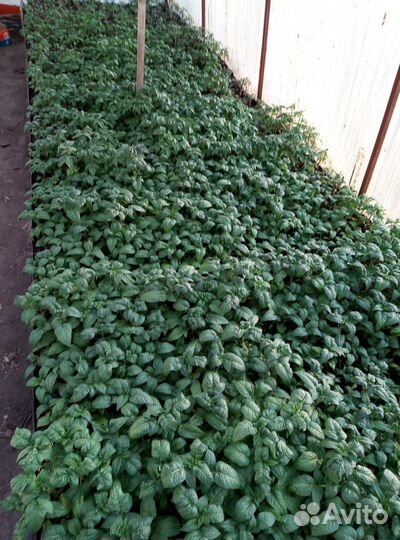 Рассада овощей