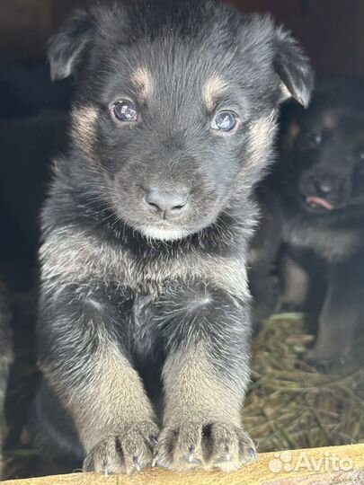Щенки восточноевропейской овчарки