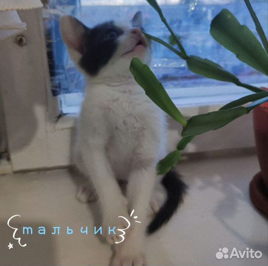 Котята сфинкс