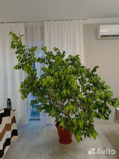 Фикус бенджамина