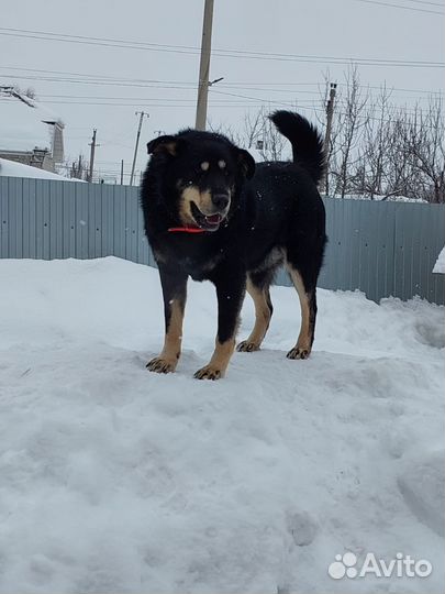 Две идеальные собаки