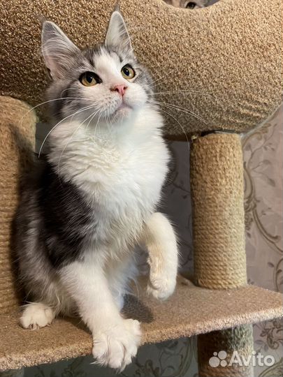 Шикарная девочка биколор