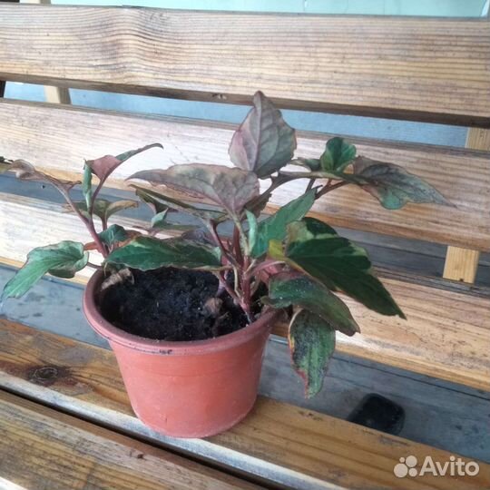 Хауттюйния