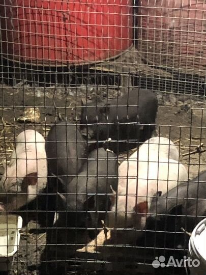 Вьетнамские поросята