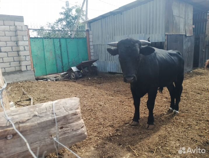 Бычки и быки