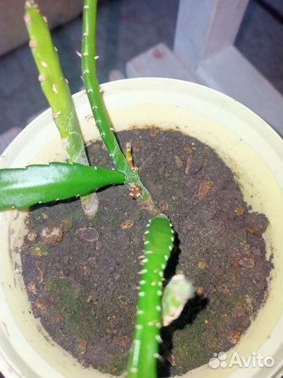 Комнатные цветы бесплатно