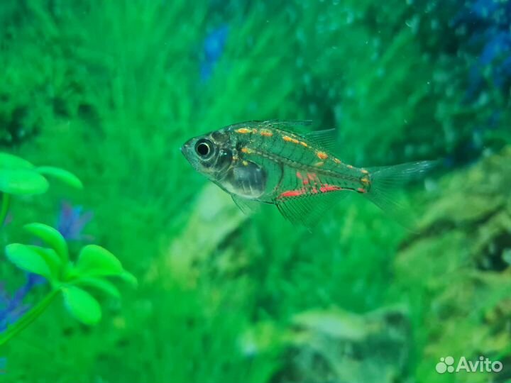 Аквариум Prime 15л с LED-подсветкой