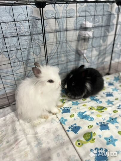 Декоративные карликовые кролики