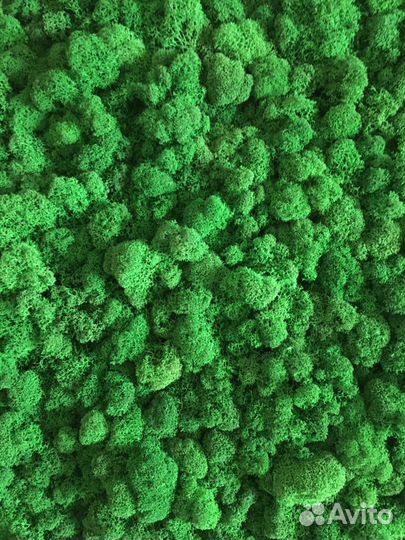 Мох Стабилизированный От Производителя