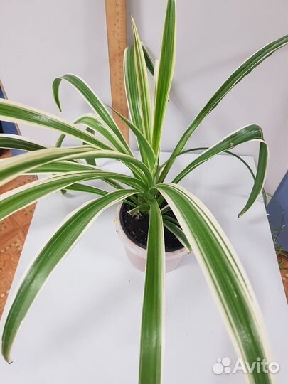 Хлорофитумы