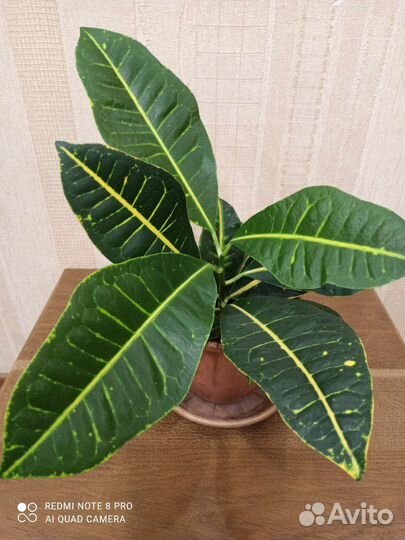 Кротон петра