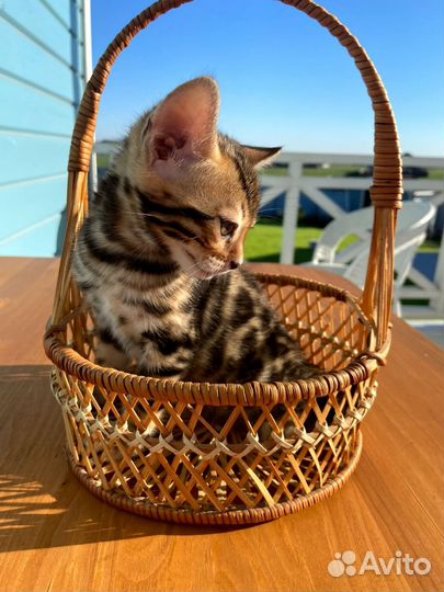 Бенгальские котята
