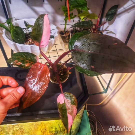 Филодендрон розовая принцесса гибрид