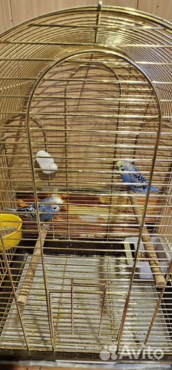 Попугайчики