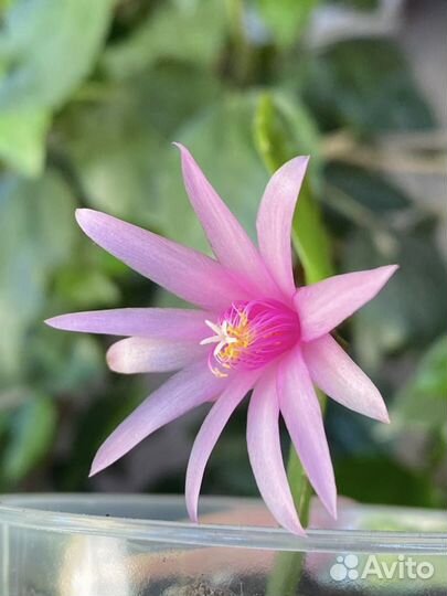 Декабрист Шлюмбергера Рипсалидопсис Редкие сорта