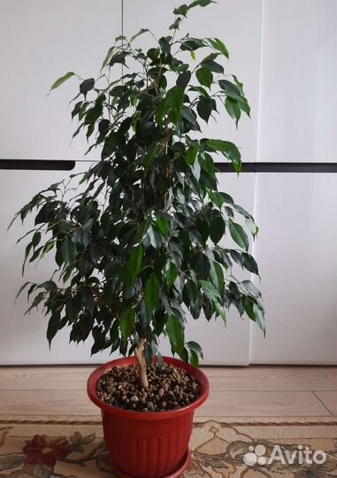Фикус бенджамина