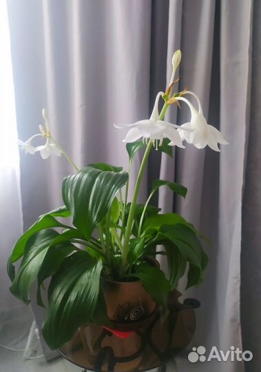 Эухарис амазонская лилия