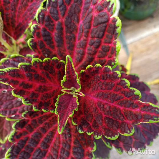 Срезы Колеусов