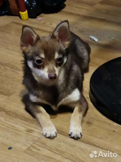 Щенки помчи