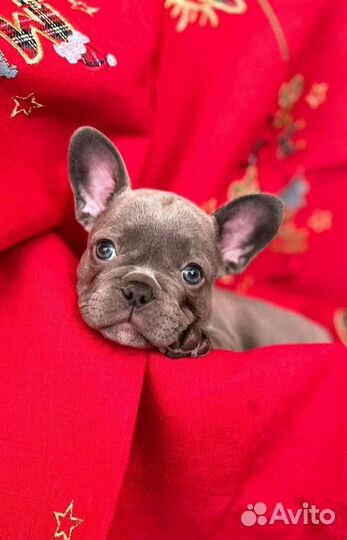 Французский бульдог голубой, лиловый щенки