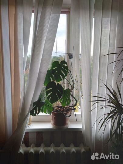 Сансивьерия