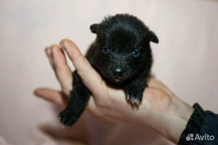 Щенки с доставкой