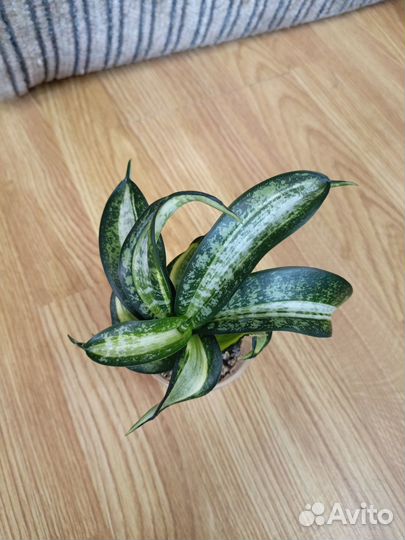 Сансевиерия сортовая 8
