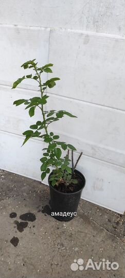 Роза плетистая Амадеус