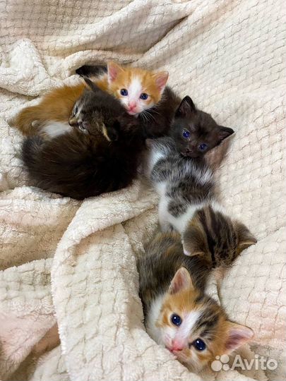 Котята в самые добрые руки