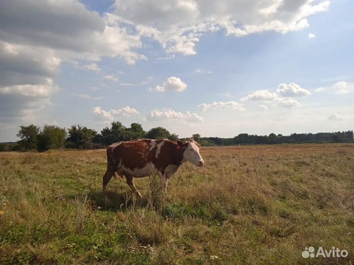 Корова стельная дойная
