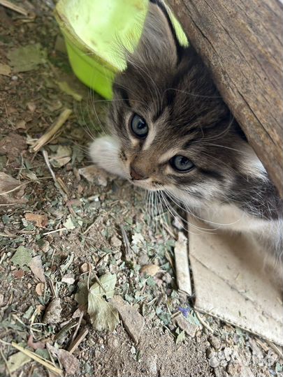 Отдам котят