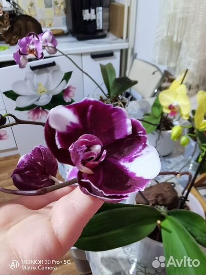 Орхидея фаленопсис