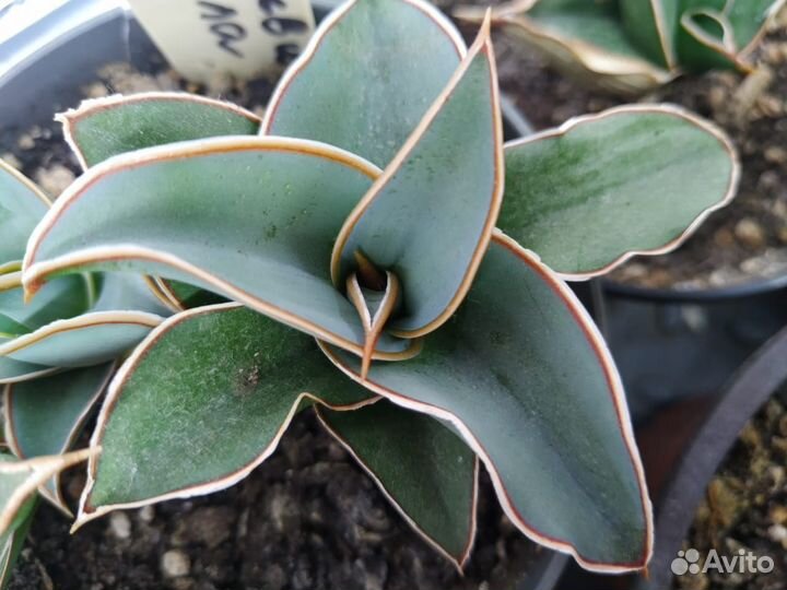 Сансивиерии Пиквикула,хавортии