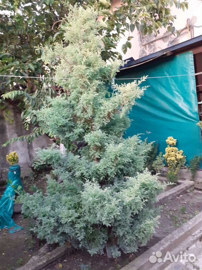 Кипарисовий елка