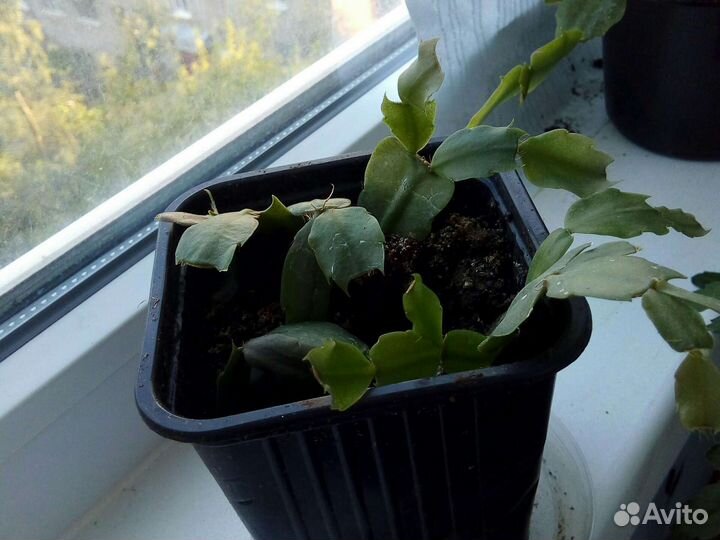 Сингониум бегония и др бесплатно