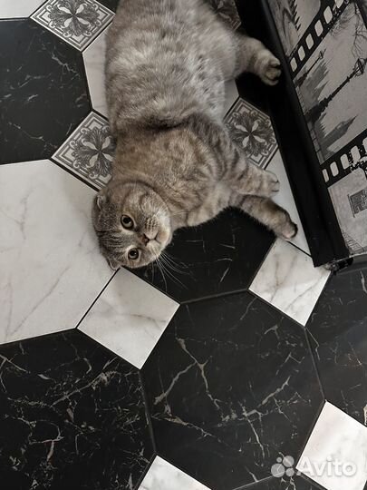 Шотландская вислоухая кошка бесплатно