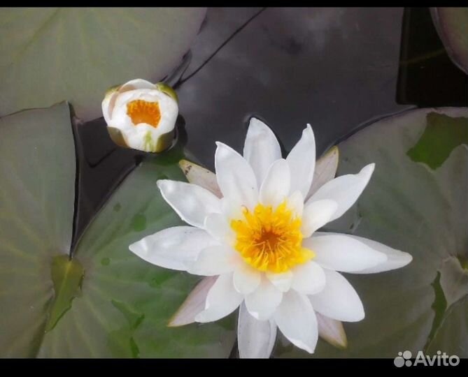 Нимфеи для пруда