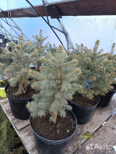 Ель колючая