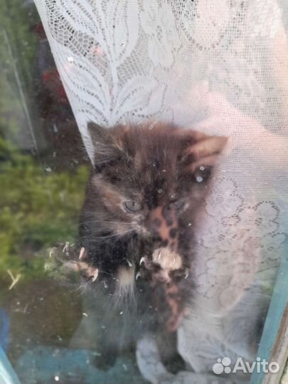 Котенок девочка трёхцветная